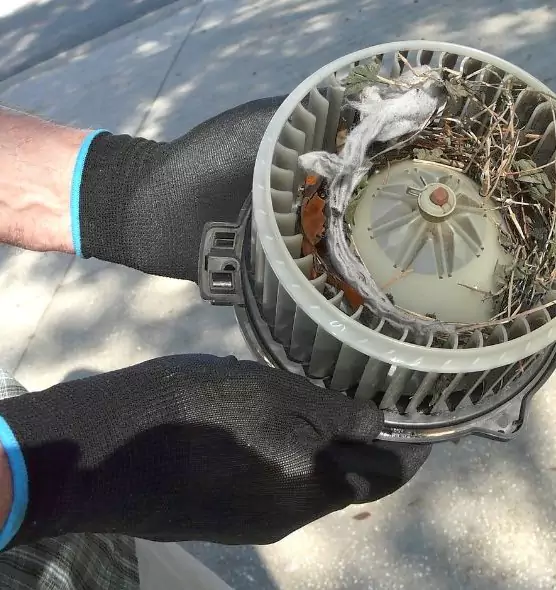 About Air Duct Rat Removal in Seminole, FL